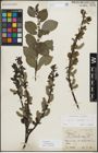 Foto von Salix myrsinifolia Salisb.